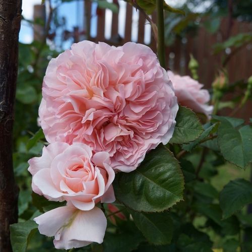Rosa Rose de Tolbiac® - rosa - kletterrosen